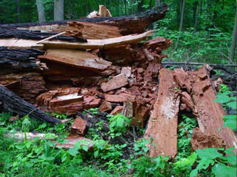 Baumdiagnose mit modernsten Geräten ermöglicht das frühe Erkennen von Holzfäulen, die zur Entwertung von Nutzholz führen und die Verkehrssicherheit beeinträchtigen